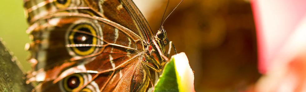 在线手机号轰炸机