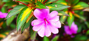 手机号连环呼叫软件